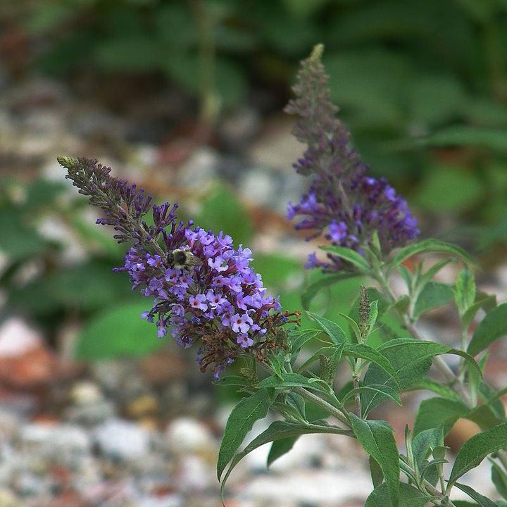 Buddleja davidii ~ Butterfly Bush