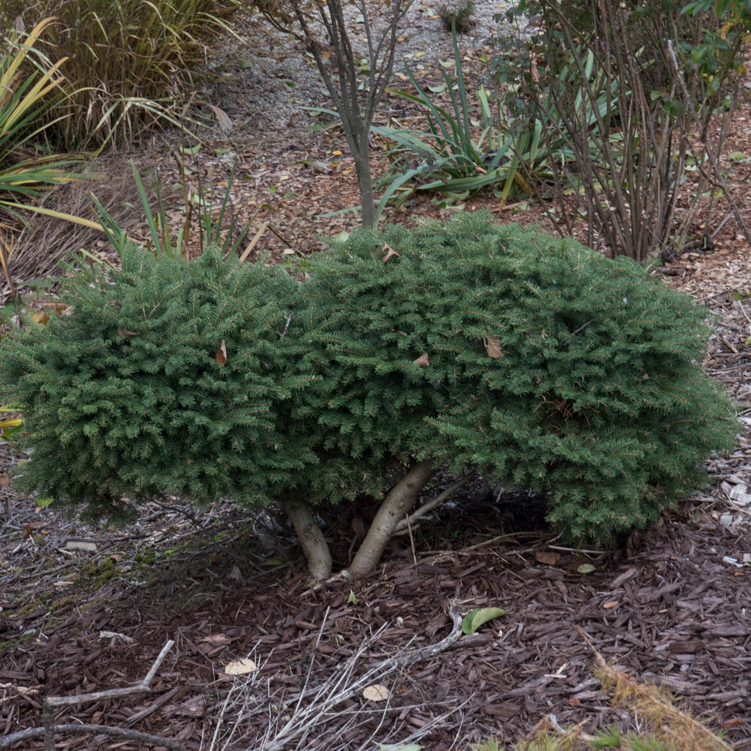 Picea abies 'Nidiformis' ~ Bird's Nest Spruce