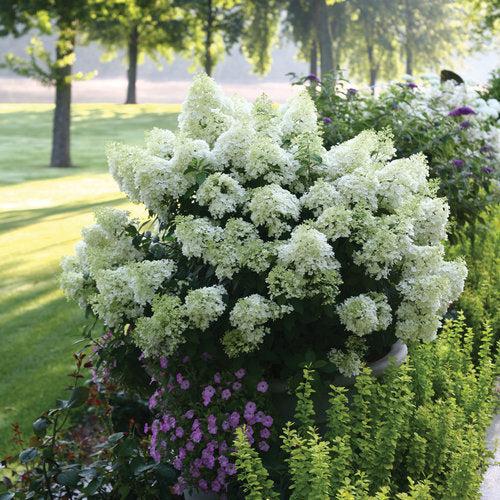 Hydrangea 'Bobo'