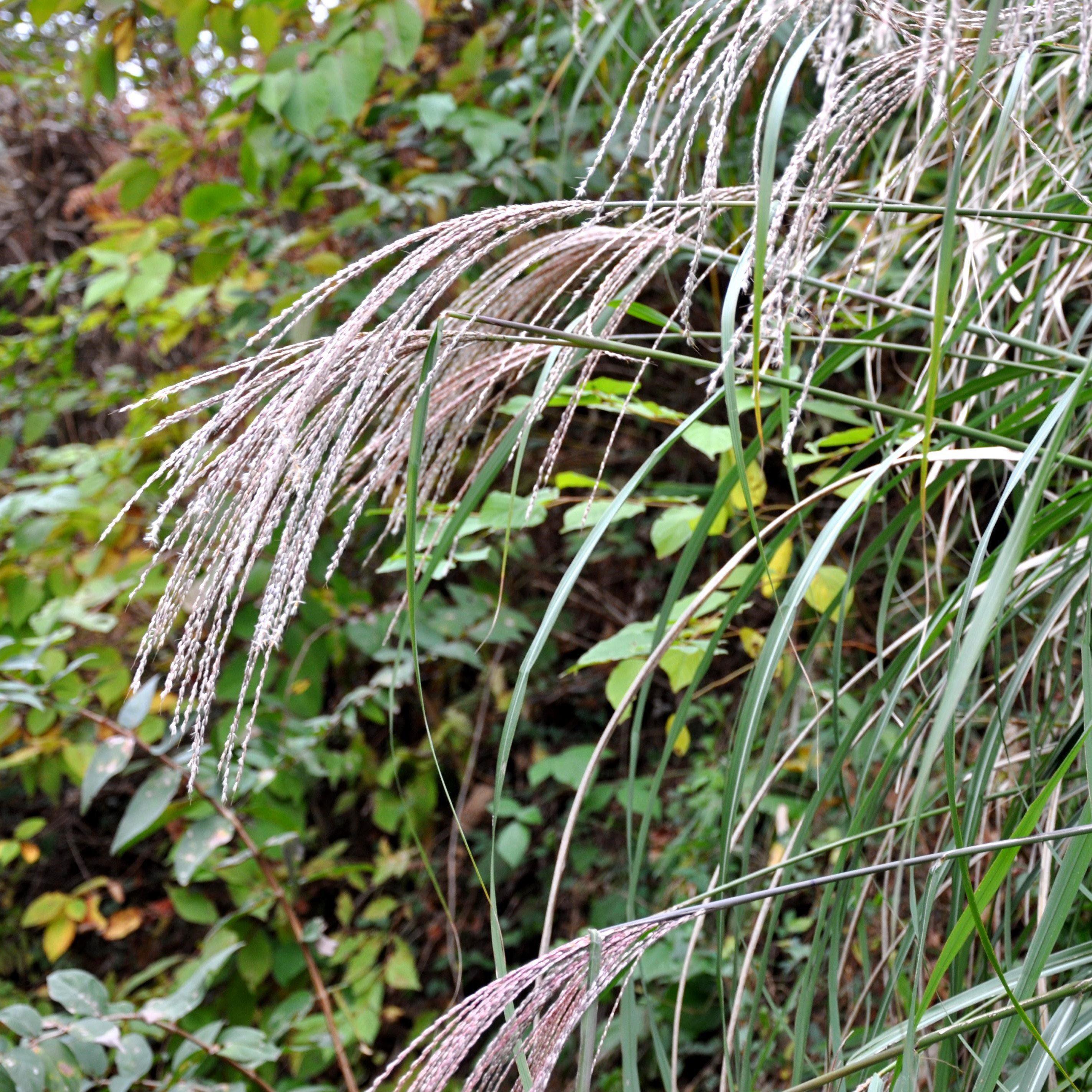 Miscanthus sinensis 'Yaku Jima' ~ Yaku Jima Maiden Grass – Beacon ...