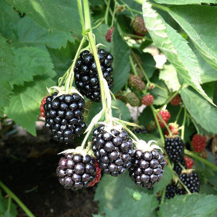 Rubus fruticosus ~ Blackberry