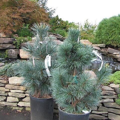 Pinus flexilis 'Vanderwolf's Pyramid' ~ Vanderwolf Pine