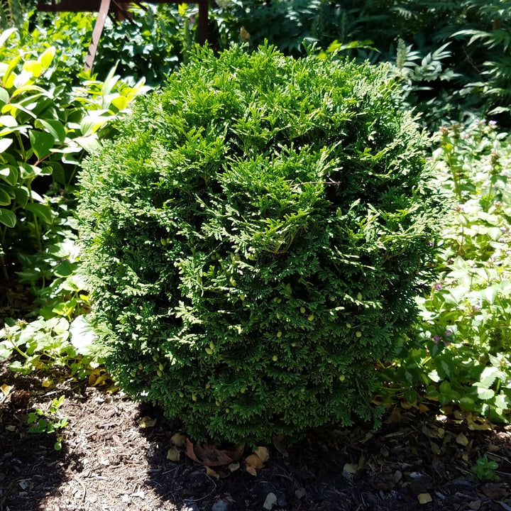 Thuja occidentalis 'Hetz Midget' ~ Hetz Midget Arborvitae, Mini Arborvitae