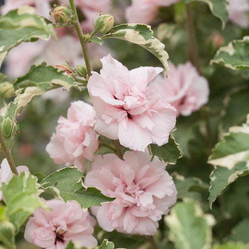 Hibiscus syriacus 'America Irene Scott' ~ Sugar Tip® Rose of Sharon