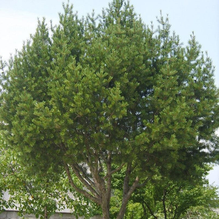 Pinus bungeana ~ Lacebark Pine