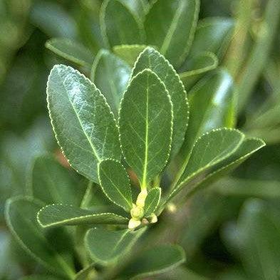 Euonymus japonicus ~ Japanese Euonymus