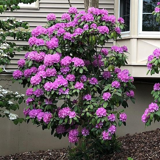 Rhododendron 'English Roseum' ~ English Roseum Rhododendron