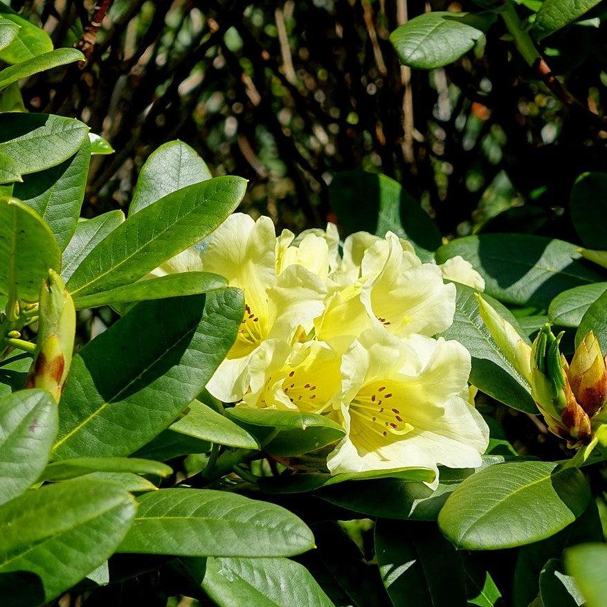 Rhododendron 'Hotei' ~ Hotei Rhododendron