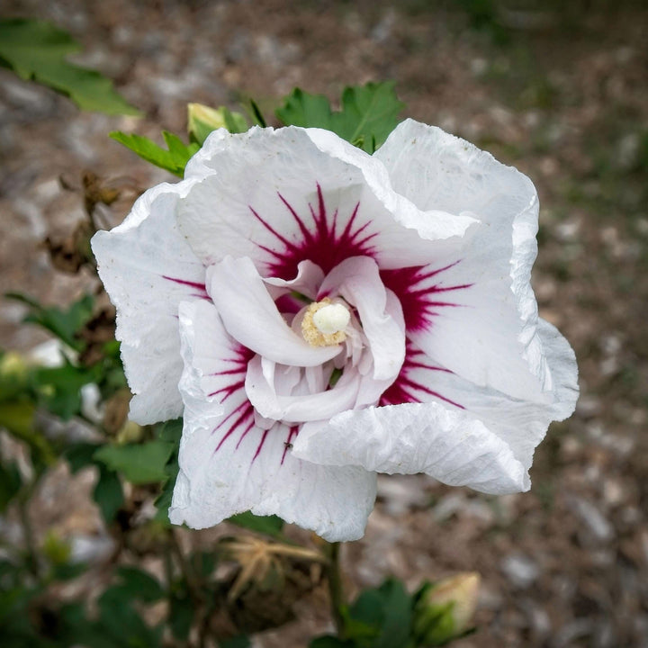 Hibiscus syriacus 'MINFREN' ~ Bali™ Hibiscus