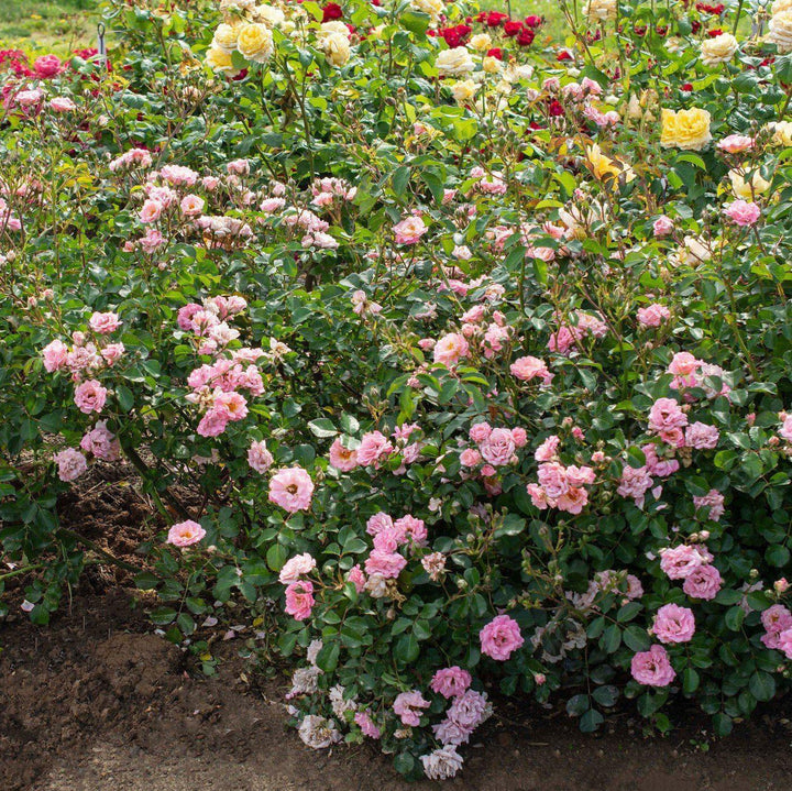 Rosa 'Meifranjin' PP 33,507 ~ Blushing Drift® Rose