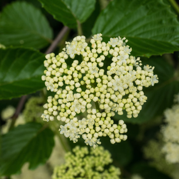 Viburnum dentatum 'Synnestvedt' ~ Chicago Lustre Viburnum