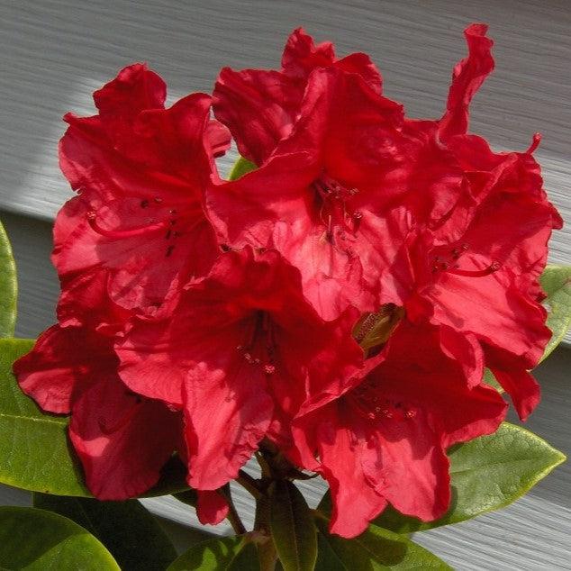 Rhododendron 'Vulcan's Flame' ~ Vulcan's Flame Rhododendron