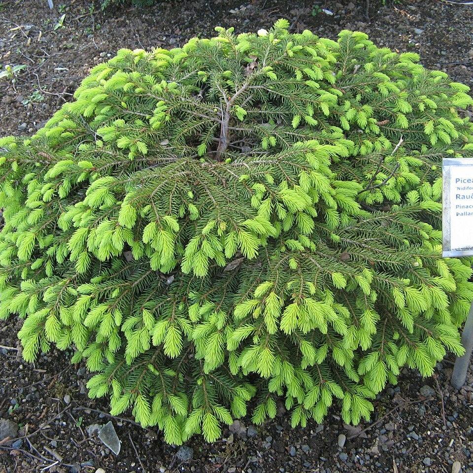 Picea abies 'Nidiformis' ~ Bird's Nest Spruce