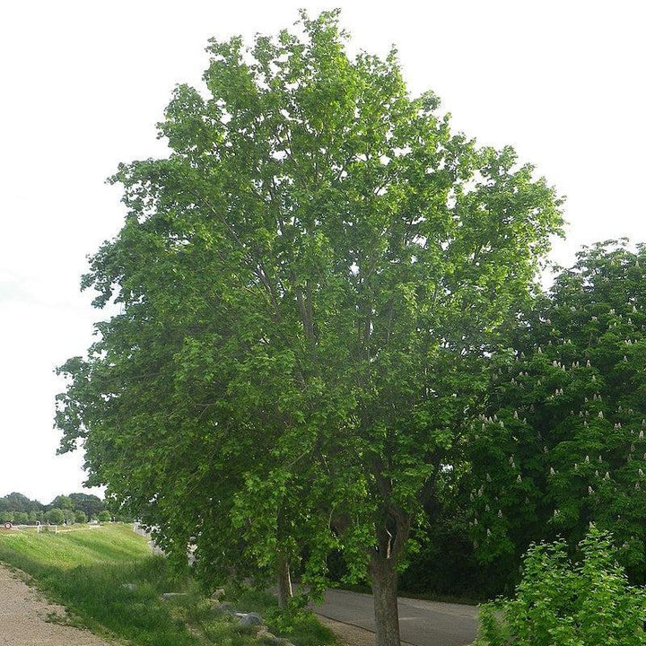 Platanus x acerifolia Bloodgood ~ Bloodgood London Plane tree