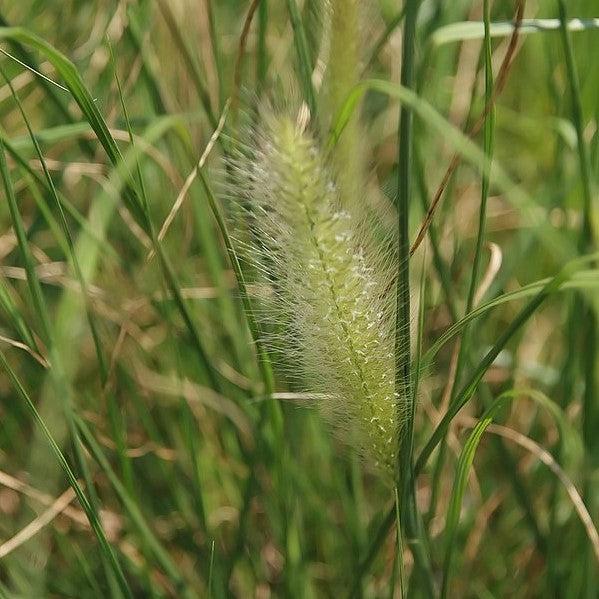 Pennisetum alopecuroides 'Foxtrot' ~ Foxtrot Fountain Grass