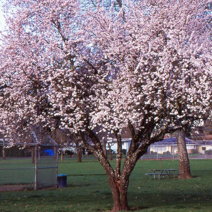 Prunus cerasifera 'Atropurpurea' ~ Purple Leaf Plum