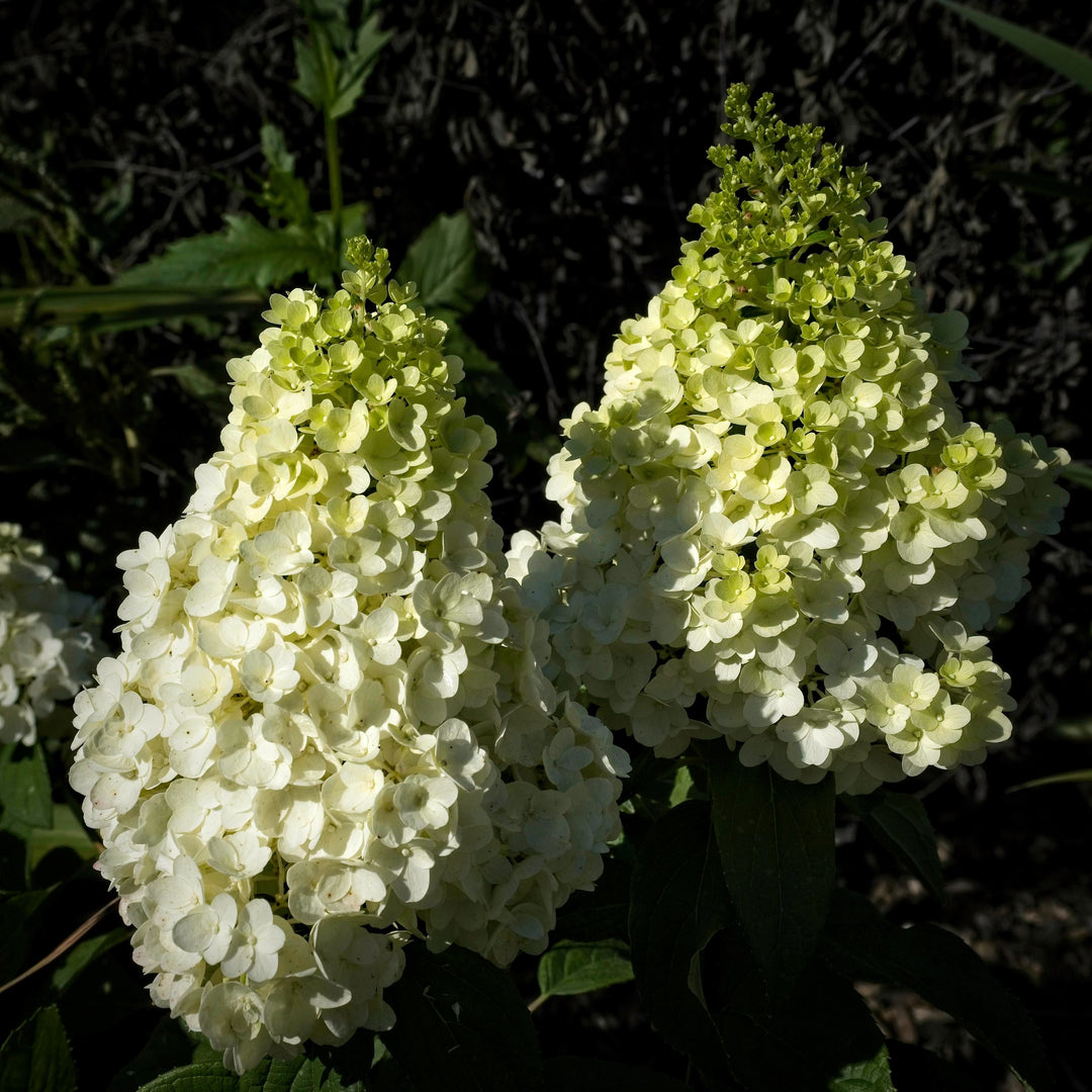 Hydrangea paniculata ‘Kolmakilima’ ~ Lava Lamp® Moonrock® Hydrangea