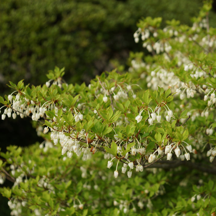 Enkianthus perulatus ~ Enkianthus