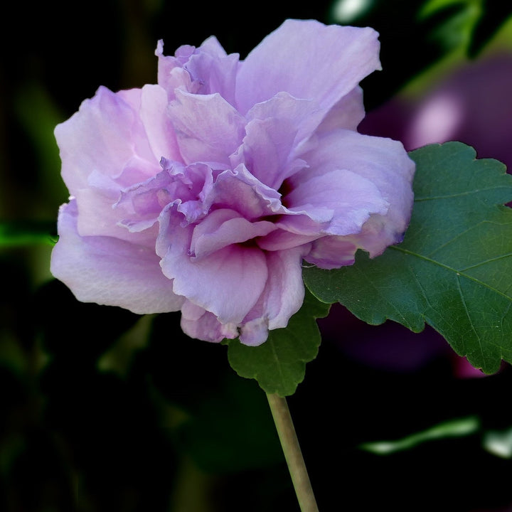 Hibiscus syriacus 'Ardens' ~ Ardens Hibiscus