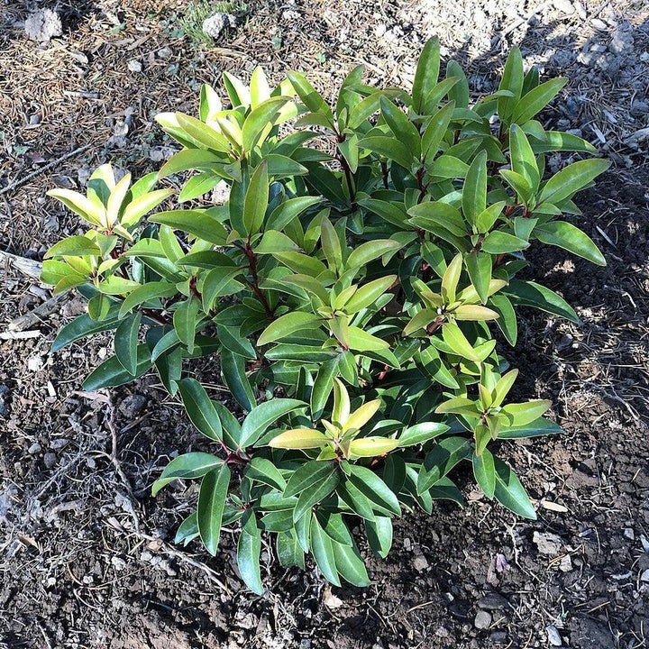 Kalmia latifolia 'Sarah' ~ Sarah Mountain Laurel