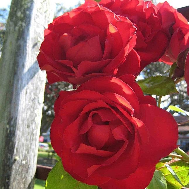 Rosa 'Dublin Bay' ~ Dublin Bay Rose