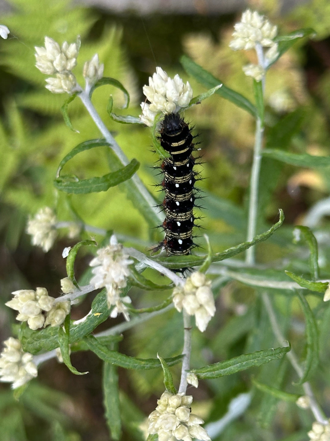 Native Gardening Made Easy + Native Plant Kit