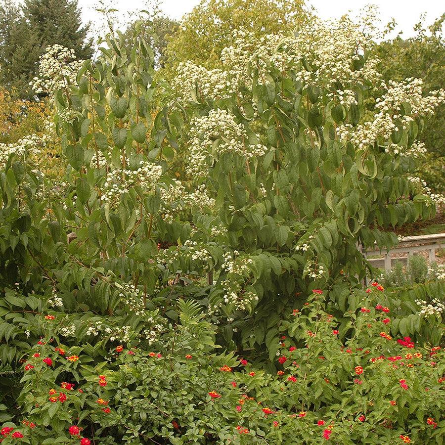 Heptacodium miconioides ~ Seven-Son Flower