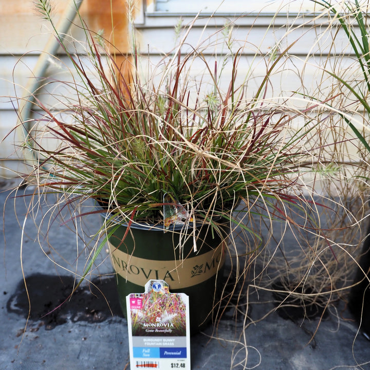 Pennisetum alopecuroides 'Burgundy Bunny' ~ Burgundy Bunny Fountain Grass