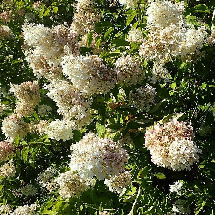 Hydrangea 'Pee Gee'