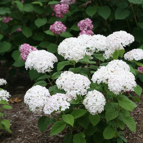 Hydrangea 'Invincibelle Wee White'