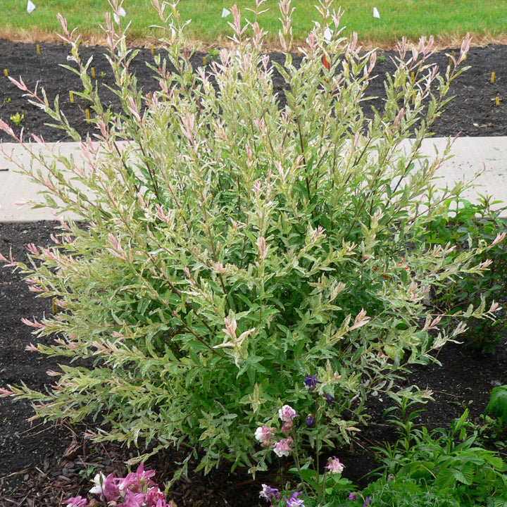 Salix integra 'Flamingo' ~ Flamingo Dappled Willow