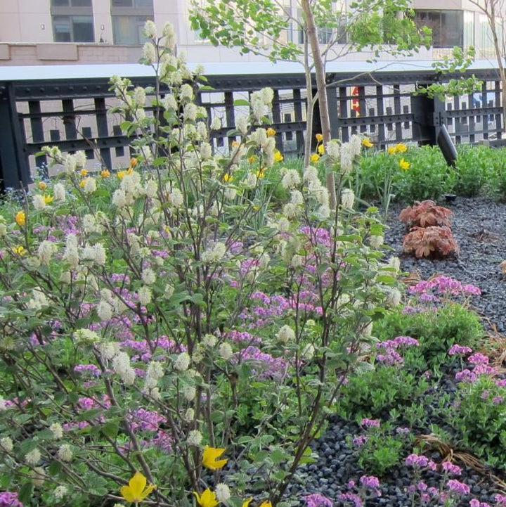 Fothergilla gardenii ~ Fothergilla