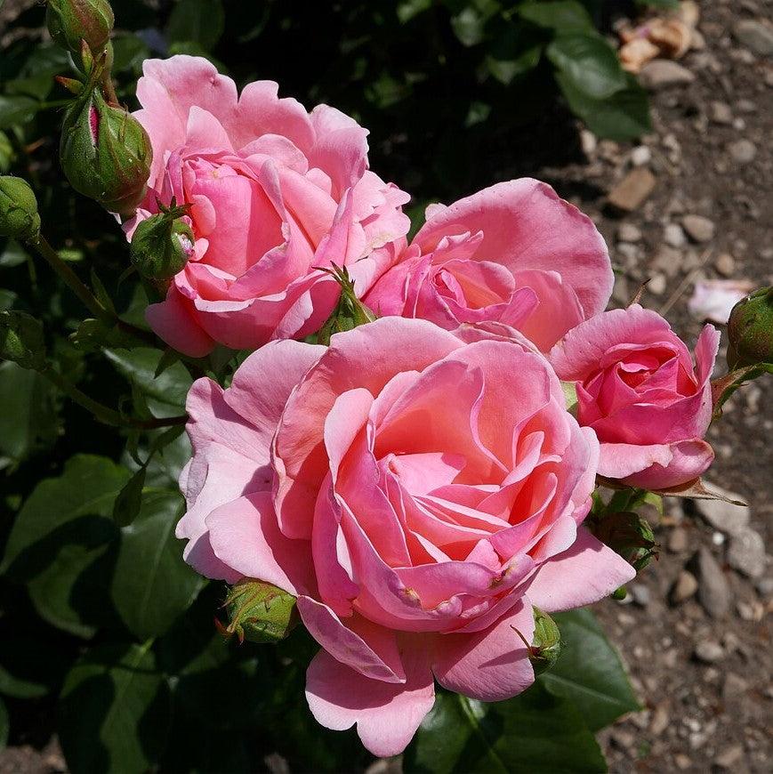 Rosa 'Queen Elizabeth' ~ Queen Elizabeth™ Grandiflora Rose