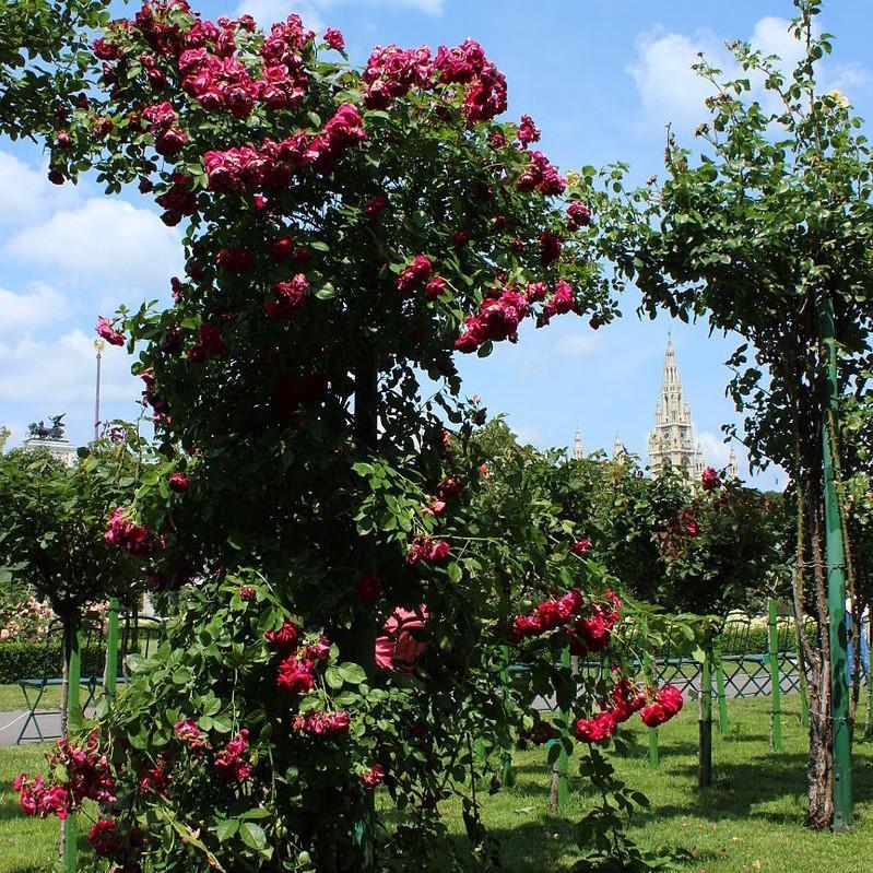 Rosa 'Blaze' ~ Blaze Climbing Rose