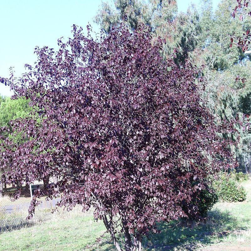 Prunus cerasifera 'Atropurpurea' ~ Purple Leaf Plum