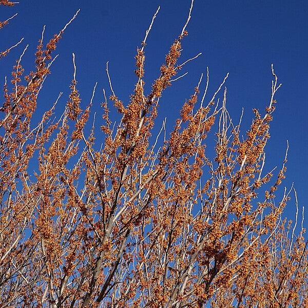 Hamamelis vernalis ~ Ozark Witch Hazel