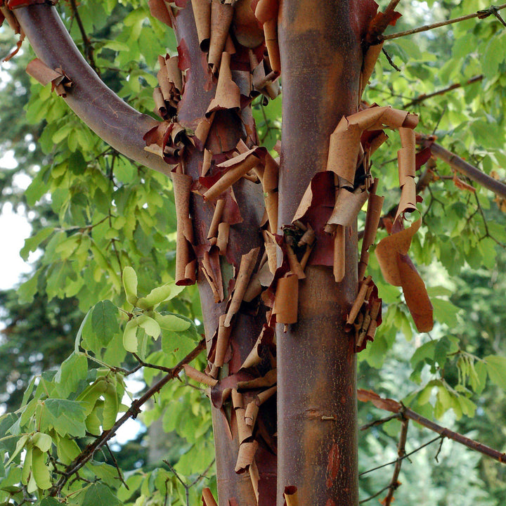 Acer griseum ~ Paperbark Maple