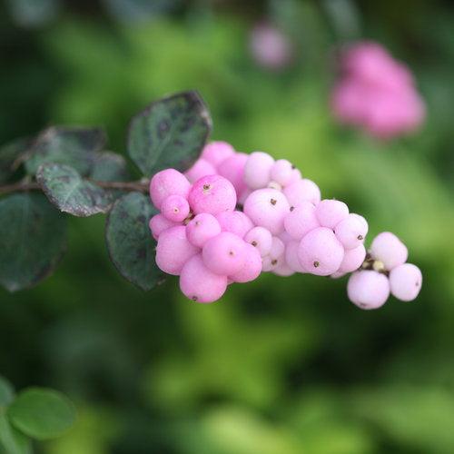 Symphoricarpos 'Sofie' ~ Proud Berry® Coralberry