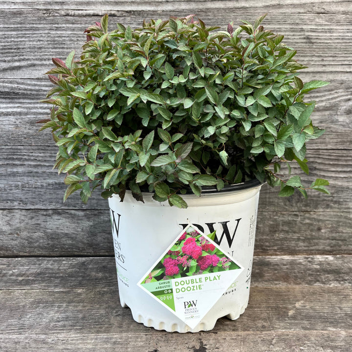 Spiraea x 'NCSX2' ~ Double Play® Doozie Spirea