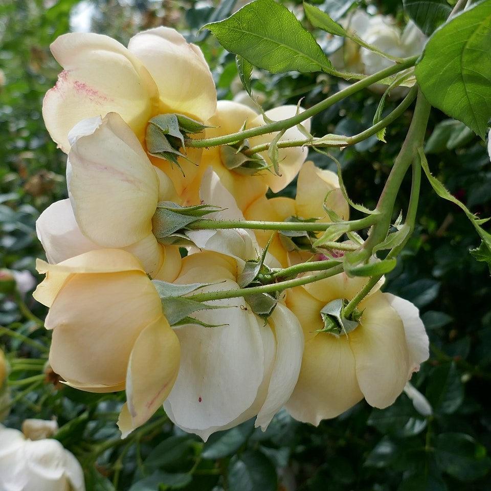 Rosa 'Ausblanket' ~ Wollerton Old Hall Rose