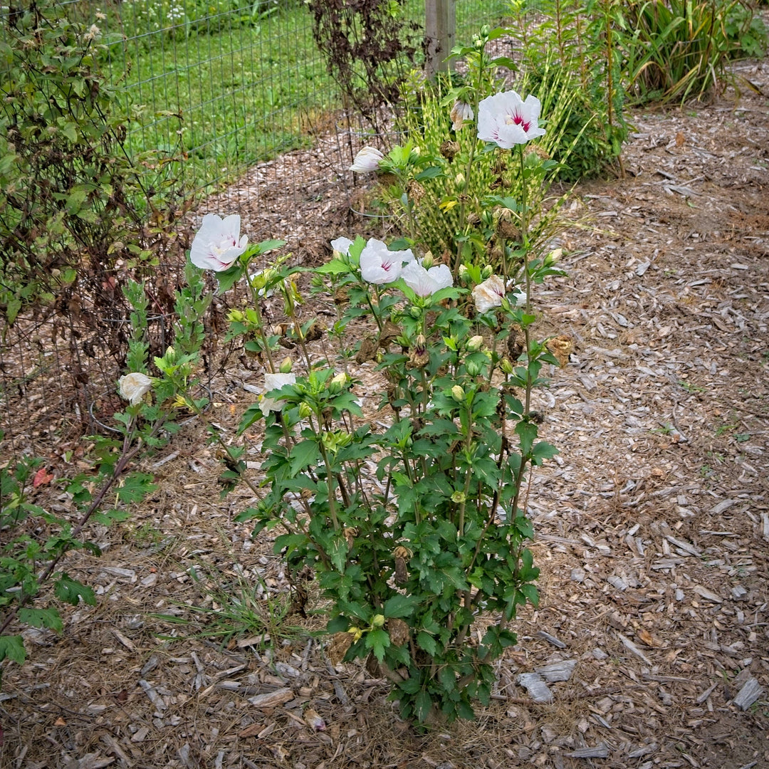 Hibiscus syriacus 'MINFREN' ~ Bali™ Hibiscus