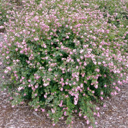 Symphoricarpos 'Sofie' ~ Proud Berry® Coralberry