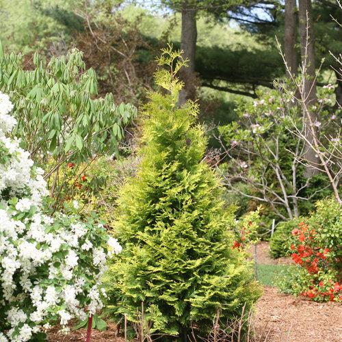 Thuja occidentalis 'SMTOYB' ~ Polar Gold® Arborvitae