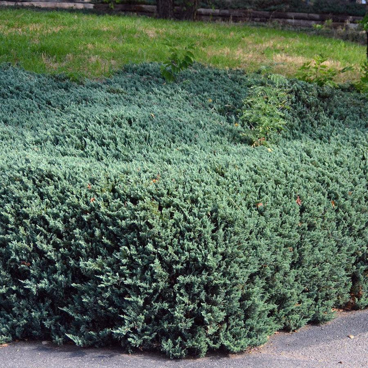 Juniperus horizontalis 'Bar Harbor' ~ Bar Harbor Juniper