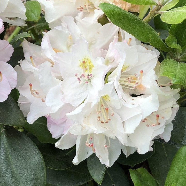 Rhododendron catawbiense 'Album' ~ White Catawba Rhododendron