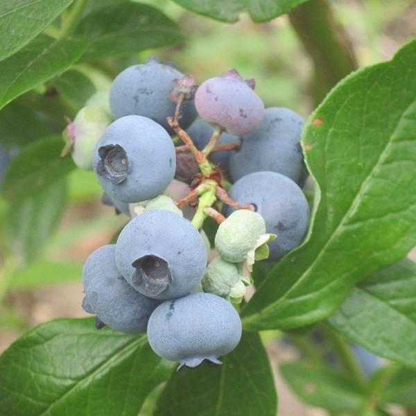 Vaccinium corymbosum 'Patriot' ~ Patriot Highbush Blueberry