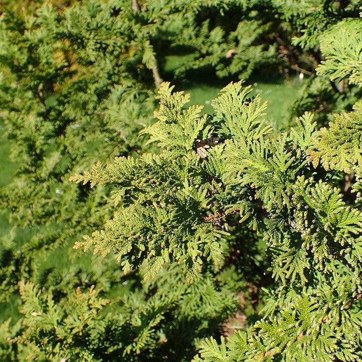 Thuja occidentalis 'Spiralis' ~ Spiralis Arborvitae