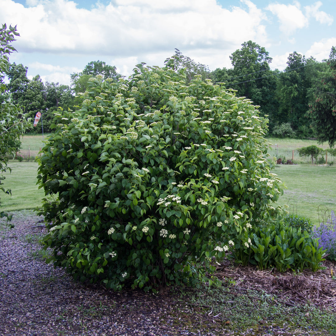 Viburnum dentatum 'Ralph Senior' ~ Autumn Jazz® Viburnum