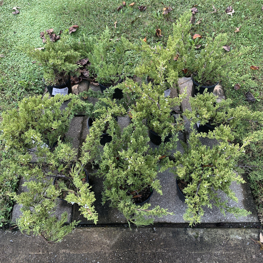 Juniperus squamata expansa 'Parsonii' ~ Parson's Juniper