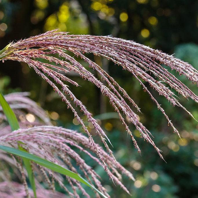 Miscanthus sinensis 'Rotsilber' ~ Red Silver Maiden Grass